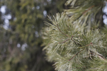Fluffy branches of spruce trees. Christmas wallpaper or postcard concept. Close-up. 