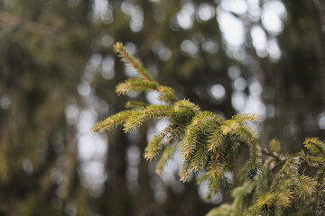 Fluffy branches of fir trees. Christmas wallpaper or postcard concept. Close-up. 