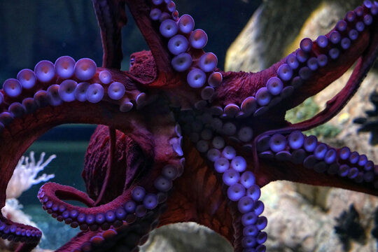 Nahaufnahme der Saugn&auml;pfe eines Kraken