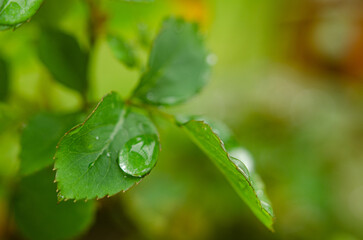 Rose bush leaves after summer rain with droplets. Macro photography. Summer