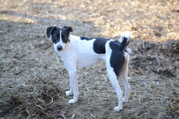 A black and white dog stands and looks around