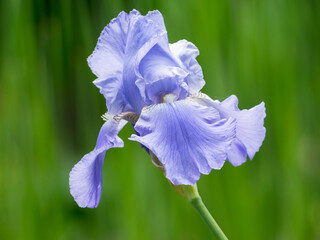 Close-up of garden iris flowers on a hedge background