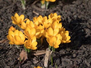 yellow crocuses in spring