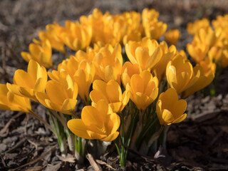 yellow crocuses in spring closeup