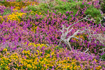 Obraz premium Pink heather flowers and yellow broom in the moor in Brittany, France