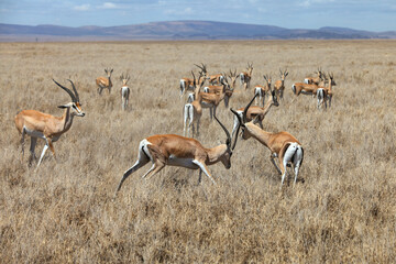 A big herd of Impala antelopes resting in a park in South Africa