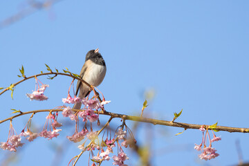 A dark-eyed junco singing on a branch with pink blossoms with a clear blue sky background.
