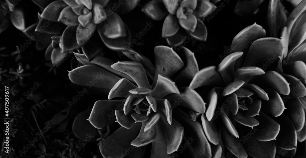 Poster succulents in garden as plant wallpaper background in black and white. - Posters