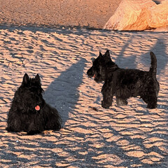 scottish terrier noir - 497509688