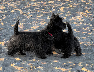 scottish terrier noir - 497509698