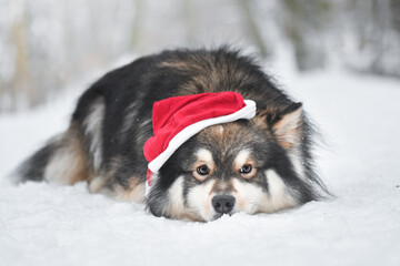 Portrait of a Finnish Lapphund dog outdoors