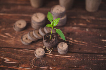 Pepper seedling in a peat tablet on a wooden background. Eco-friendly. Growing domestic herbs and...