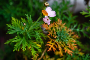 プランターの花、植物