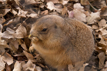 オグロプレーリードッグ1