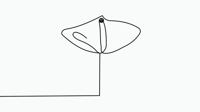 Self, drawing, animation continuous single drawn one line Calla, flower