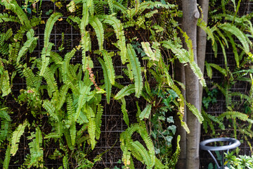 植栽