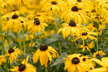 Full frame bunch of Rudbeckia Goldtrum flowers or Susan with the Pretty Eyes yellow with dark bud