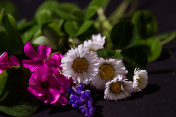 Fleurs Printemps Eté couleur pâquerette mauves