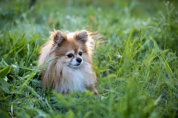 The dog breed pomeranian spitz. Red dog sitting in green grass