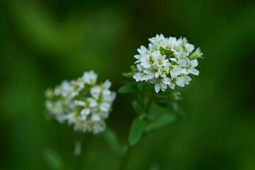 Graukresse (Berteroa incana)	