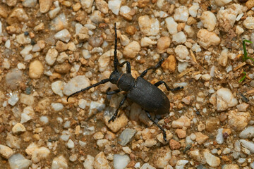 Schwarzer Weberbock (Lamia textor)	