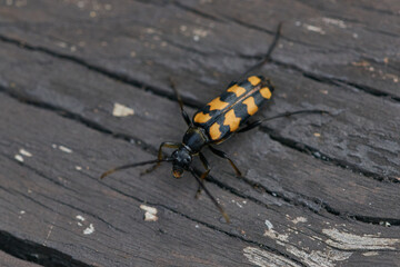 Vierbindiger Schmalbock (Leptura quadrifasciata)	