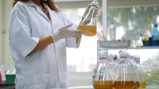 laboratory researcher holding medical erlenmeyer flask with yellow liquid wearing sterile gloves. Scientist woman in bacteria culture. Chemistry concept