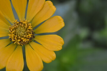zinnia elegans flower of the genus zinia with a beautiful yellow color grows in the garden