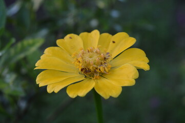 zinnia elegans flower of the genus zinia with a beautiful yellow color grows in the garden