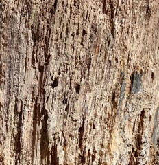 A close view of the old tree bark on the stump.