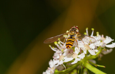 Schwebfliege
