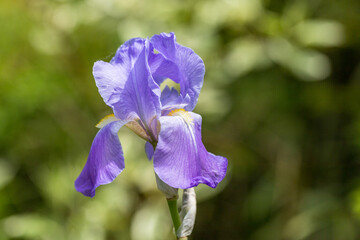 Close-up of garden iris flowers on a hedge background