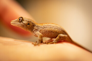 Closeup shot of baby gargoyle gecko