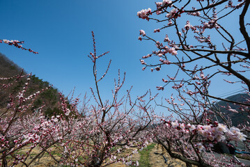 一目10万本のあんずの里 ピンクの花が青空に向かって咲き誇る