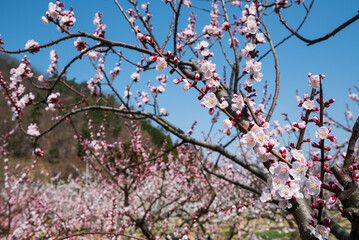 一目10万本のあんずの里 ピンクの花が青空に向かって咲き誇る