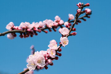 一目10万本のあんずの里 ピンクの花が青空に向かって咲き誇る
