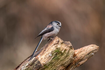 Long tailed tit perched on a tree trunk, close up in the summer