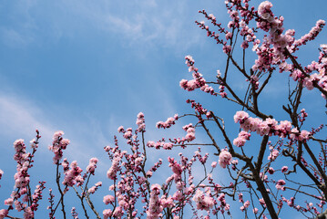 一目10万本のあんずの里 ピンクの花が青空に向かって咲き誇る