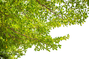 Green leaf and branch isolated on white background