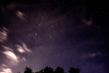 Beautiful night sky and many stars with tree leafs.