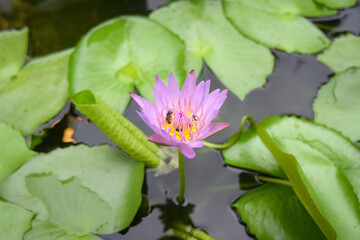 Beautiful purple Lotus flower with bee and lotus green leaf in pond.