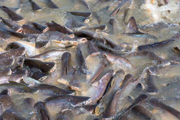 Feeding fish with bread and snack at the river in temple of Thailand.