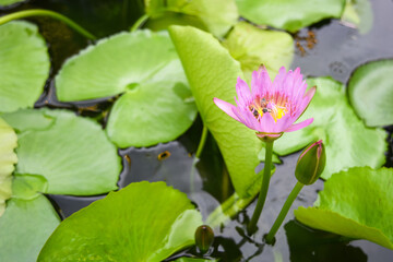 Beautiful purple Lotus flower with bee and lotus green leaf in in pond
