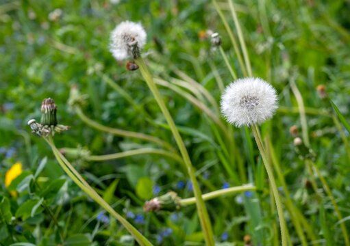 Dandelion with a white fluffy dome in the foreground of a photo among green grass and other dandelions on a summer day. Photo of summer nature.