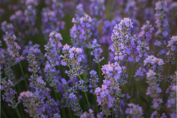 A beautiful bush of blossoming lavender close-up