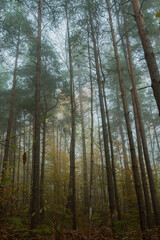 Fototapeta premium A foggy morning in a pine forest. The smooth trunks of pine trees with green pine needles on top in the fog. Bottom foreshortening. A beautiful mysterious autumn landscape.