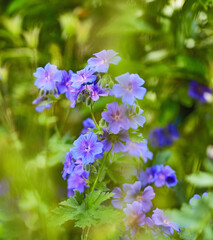 Summer garden. A photo of the garden in summertime.