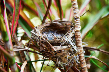 A bird's nest with a bird on a red-colored ornamental plant.