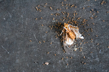 the carcass of a butterfly surrounded by tiny red ants on the cement floor