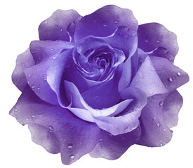 Purple rose flower  on  a white  isolated background with clipping path. Closeup. For design....